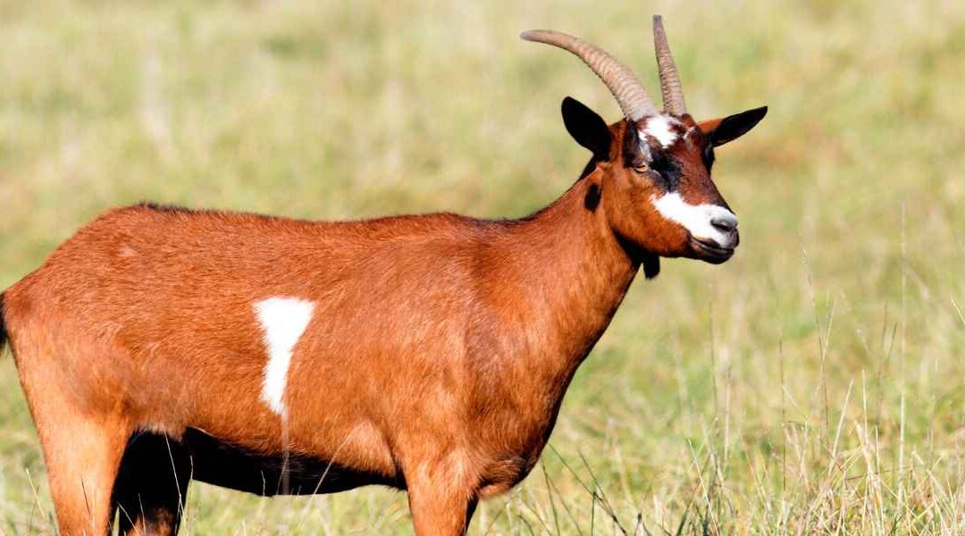 Capricultura Sostenible: Cómo Criamos Nuestras Cabras en Armonía con la Naturaleza
