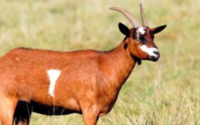 Capricultura Sostenible: Cómo Criamos Nuestras Cabras en Armonía con la Naturaleza